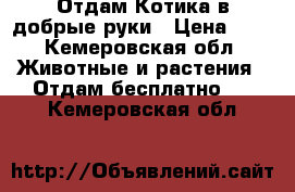 Отдам Котика в добрые руки › Цена ­ 1 - Кемеровская обл. Животные и растения » Отдам бесплатно   . Кемеровская обл.